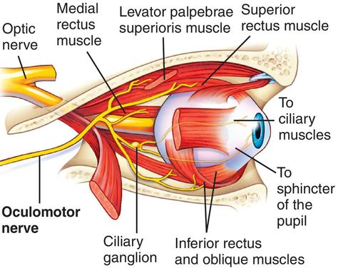 Olfactory Nerve, Cranial Nerves Anatomy, Maxillary Nerve, Glossopharyngeal Nerve, Hypoglossal Nerve, Nerve Anatomy, The 5 Senses, Sensory Nerves, Eye Anatomy