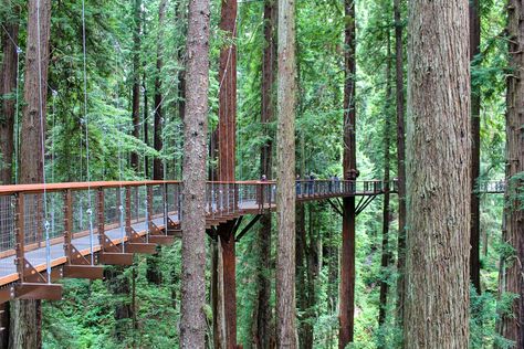 Arcata California Things To Do, Things To Do In Eureka California, Eureka California Things To Do, Redwood Vacation, Redwoods Vacation, Red Wood Forest, Arcata California, Red Woods, Oregon Adventures