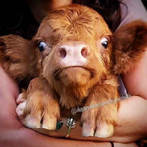 Let's be clear. See the whites of the eyes? Little fellow ain't impressed being held up like that Brown Cow, Highland Cattle, Cow, Funny, Animals, Blue