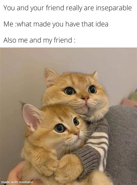 Taken from stashally user @ama__ra. [Reddit, u/ napoleonbonaparte76] Bestie Memes, Me And My Bestie, Cat People, Funny Cat Memes, My Bestie, Funny Cute Cats, Grumpy Cat, Larry Stylinson, Cat Owners