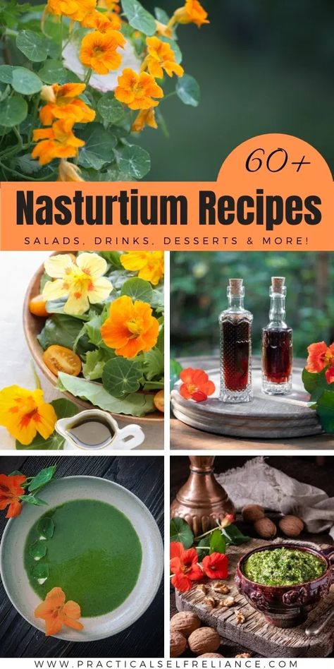 60+ Nasturtium Recipes ~ Food, Drinks, Remedies & More Nasturtium Recipes, Food Inspiration Aesthetic, Flower Recipes, Edible Flowers Recipes, Party Theme Ideas, Wild Food Foraging, Foraging Recipes, Medicinal Herbs Garden, Edible Wild Plants