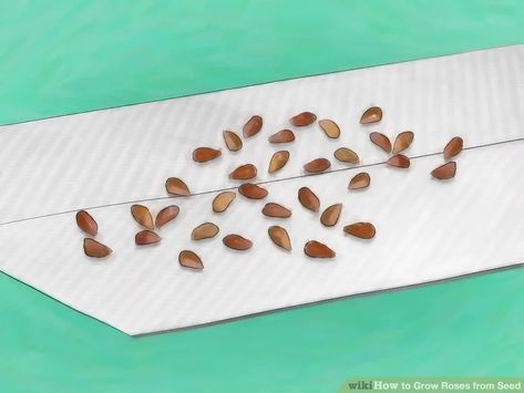 How to Grow Roses from Seed: 13 Steps (with Pictures) - wikiHow Roses In Potatoes, Secret Garden Room, Growing Roses From Seeds, Growing Plants From Seeds, Red Climbing Roses, How To Grow Roses, Rose Plant Care, Rose Fertilizer, Pruning Roses