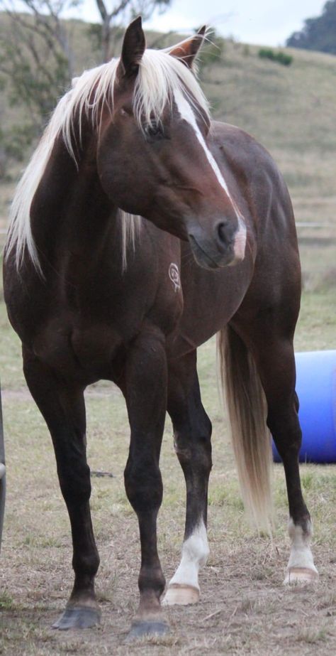 Horses Breeds, Horse Pics, Unique Horses, Rare Horse Colors, Quarter Horses, Rare Horse Breeds, Rare Horses, Horse Markings, Palomino Horse