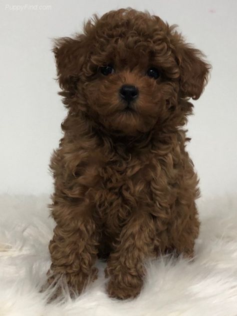 Dark Brown Labradoodle, Maltipoo Dark Brown, Dark Brown Toy Poodle, Maltipoo Puppy Brown, Brown Maltipoo, Red Maltipoo, Cute Brown Puppy, Cute Brown Dog, Brown Toy Poodle