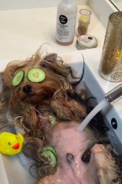 Ruff Day? Relax Like This Adorably Chic Dog at the Spa! Smelly Dog, Dog Spa, Relaxing Gif, Pet Spa, Dog Shampoo, Spa Treatments, Yorkshire Terrier, Spa Day, Funny Animal Videos