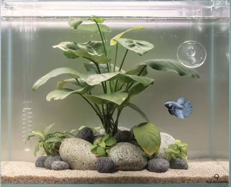 3 Gallon Fish Tank, Shrimp Tank Ideas, Cube Aquarium, Betta Fish Bowl, Home Fish Tank, Cool Fish Tank Decorations, Betta Fish Tank Ideas, Botanical Room, Aquarium Photography