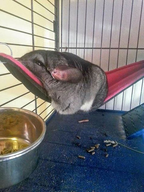 Melting Chinchilla Pet Chinchilla, Chinchilla Care, Chinchilla Cute, Chinchilla Pet, Chinchilla Cage, Chinchillas, Funny Animal Memes, Exotic Pets, Summer Day