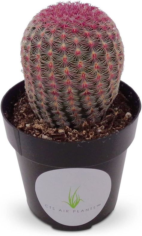 Rainbow Hedgehog Cactus, Rooms With No Windows, Hedgehog Cactus, Cactus For Sale, Arrowhead Plant, Live Indoor Plants, Parlor Palm, Succulent Gardens, Gardening Gear