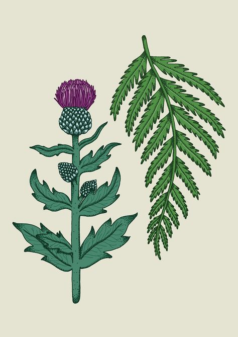 Thistle and Fern on Behance Scottish Thistle Drawing, Thistle Illustration, Thistle Art, Thistle Leaves, Thistles Art, Fern Leaf, Fern Green, Maximalism, Flower Illustration