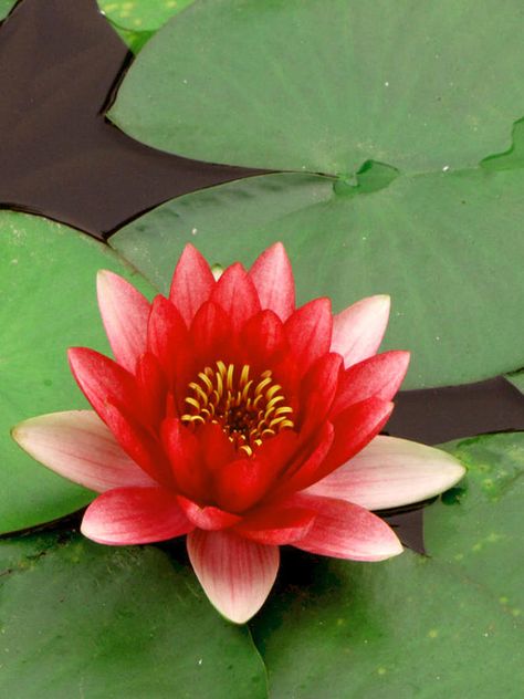 The meaning of a red lotus is love, compassion, and all the activities of the heart. A red lotus symbolizes heart. Red Lotus Flower, Lotus Flower Meaning, Lotus Flower Wallpaper, Lotus Garden, Indoor Flowering Plants, Lotus Flower Art, Red Lotus, Drawing Photography, Lotus Art