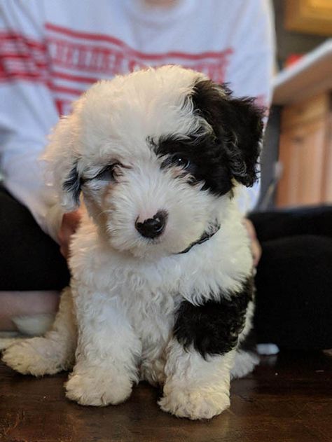 We Have 5 Upcoming Litters of Sheepadoodle Puppies For Sale. Both Standard and Mini Sheepadoodle Puppies Available. Get On Our Sheepadoodle Wait List! Mini Sheepadoodle, Sheepadoodle Puppy, Bernedoodle Puppy, Mini Poodles, Cute Dog Pictures, Goldendoodle Puppy, Doodle Dog, White Dog, Puppy Eyes