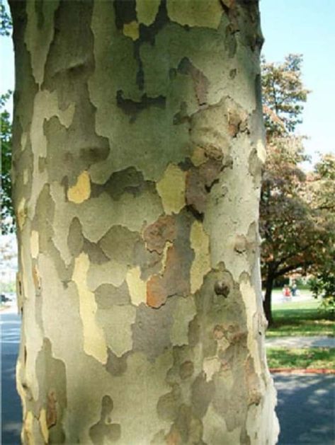 Sycamore Tree - Features, Uses, Types and How to Grow Sycamore Tree Art, Sycamore Tree Leaf, Sycamore Tree Drawing, Sycamore Tree Tattoo, American Sycamore Tree, Stewartia Tree, Cabin Logo, Bug Identification, Sycamore Trees