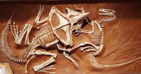 67 million years ago, a velociraptor and protoceratops are locked in battle before being killed by a falling land mass. Crinoid Fossil, Wooly Mammoth, Paleo Art, Dinosaur Fossils, Prehistoric Creatures, Frozen In Time, Prehistoric Animals, Mongolia, Jurassic Park