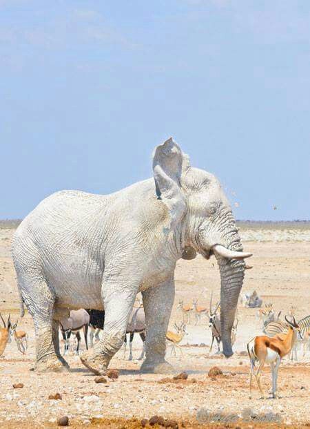 White elephant Rare Albino Animals, Albino Animals, Unusual Animals, Elephant Love, Rare Animals, Majestic Animals, An Elephant, African Animals, White Elephant