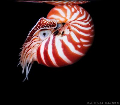 Image of a chambered nautilus from marinebio.org Nautilus Animal, Fishing Canoe, Chambered Nautilus, Creature Marine, Canoe Boat, Fauna Marina, The Big Blue, Beneath The Sea, Fishing Kayak