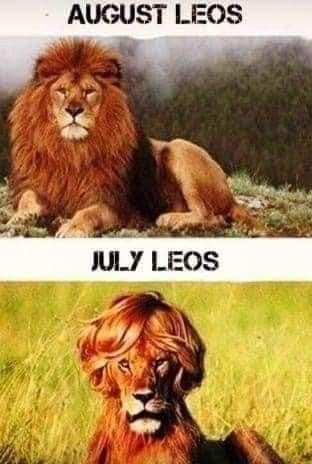 Leo. July hair vs August hair July Leo, August Leo, Short Funny Quotes, Wit And Wisdom, Memes Hilarious, Memes Sarcastic, Eat Meat, Can't Stop Laughing, Funny Happy