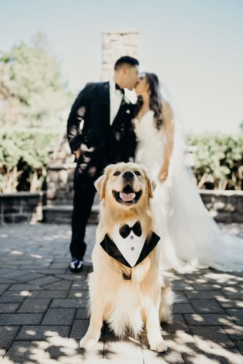 golden retrievers in weddings Wedding With Dog, Dog Wedding Photos, Dogs At Weddings, Wedding Dogs, Wedding Photo List, Courthouse Wedding Photos, Wedding Portrait Poses, Photos With Dog, Wedding Picture Poses