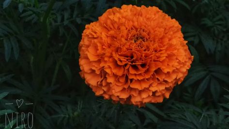 Marigolds!! #homegarden #homegrown #gardenlife #coolflowers #zone5b #flower #flowers #flowerstalking #flowerlove #flowerlover #flowerart #flowermagic #blooooms #inspiredbypetals #springflowers #floralphotography #marigolds #marigoldflower Marigold Flower, Floral Photography, Flower Lover, Amazing Flowers, Spring Flowers, Flower Art, Home And Garden, Flowers, Green