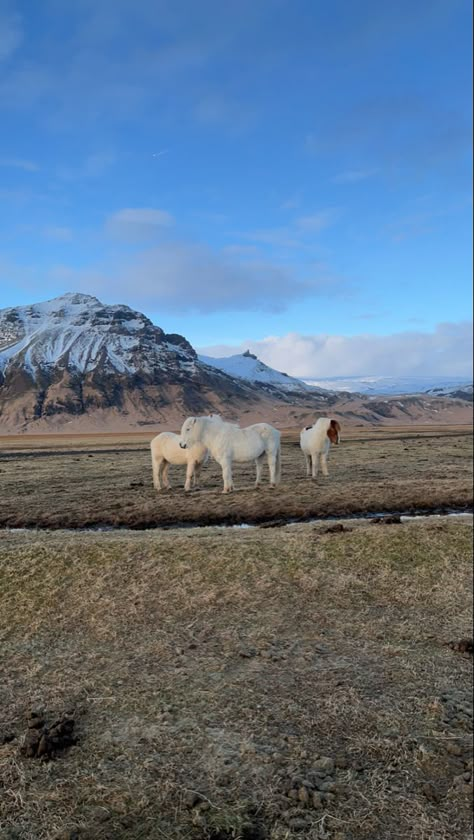 #iceland #wildhorses #aesthetic #grimes #europe #travel #visiticeland What To Do In Iceland, Greenland Aesthetics, Rejkavik Iceland Aesthetic, Iceland Instagram Story, Iceland Travel Aesthetic, Iceland Aesthetic Winter, Reykjavik Iceland Aesthetic, Iceland Photo Ideas, Iceland Autumn