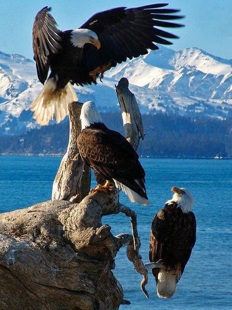 Eagles in Alaska Homer Alaska, Regnul Animal, Bald Eagles, Brasov, Pretty Birds, Birds Of Prey, Wild Life, Animal Photo, Nature Animals