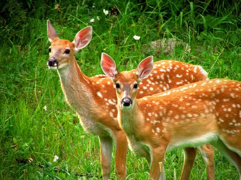 An article to share with your students about the real-life example that the #ProjectWILD activity "Migration Barriers" focuses on! Get your students thinking about a solution for this deer crossing dilemma | Visit www.projectwild.org for more information about the Project WILD guide | #education #teaching #activities #wildlife #nature #outdoors Deer Crossing, Dream Dictionary, Audio Engineering, Fish Breeding, Stag Deer, Deer Fawn, Dream Meanings, Marine Fish, Red Deer