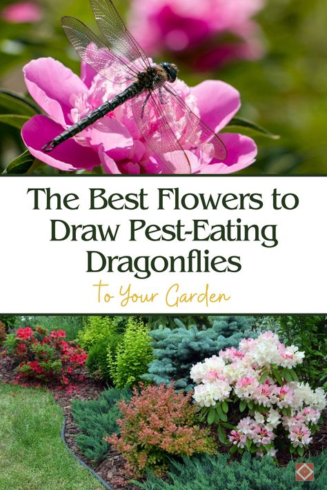 Want a chemical-free solution to pests? 🌸🌿 Discover the 10 best flowers that attract dragonflies, which are natural mosquito controllers. These plants will not only beautify your garden but also help create a peaceful, pest-free outdoor space! Plants That Attract Dragonflies, Dragonfly Habitat, Attract Dragonflies, Flowers To Draw, Meadow Sage, Asclepias Incarnata, Dragonfly Images, Swamp Milkweed, Damselflies