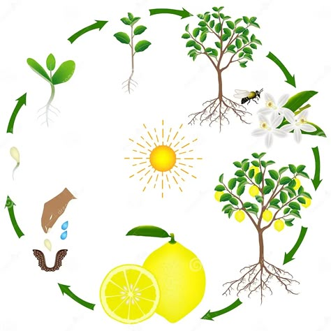 Life Cycle of a Lemon Tree on a White Background. Stock Vector - Illustration of growing, garden: 119738573 دورة حياة النبات, Life Cycles Preschool, Tree Life Cycle, Cycle For Kids, Chicken Life Cycle, Orange Craft, Tree Growth, Orange Plant, Science Crafts