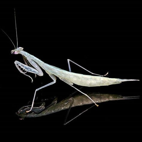 White Praying Mantis, White Raven, Sleep Token, Praying Mantis, Green Witch, Sleep, White