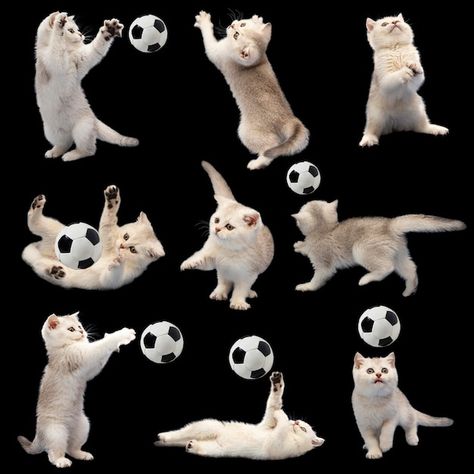 Collection of cute white british kittens... | Premium Photo #Freepik #photo #cat-play #cat-playing #kittens #cat Cat Playing With Toy, Cat Playing With Ball, Cat Playing With Yarn, Kitten Playing, Printing Stickers, Cats Playing, Photo Cat, Cats Pictures, Silly Cats Pictures