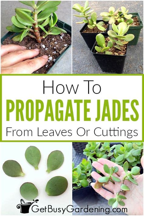 Propagate Jade Plant, Jade Plant Propagation, Jade Plant Pruning, Jade Plant Care, Jade Tree, Jade Plant, Household Plants, Propagating Succulents, Plant Propagation