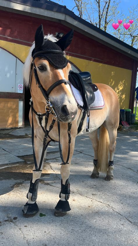 haflinger ready to ride Haflinger Horse Photography, Halflingers Horse, Aesthetic Horse Pictures, Aesthetic Horse Riding, English Horses, Photo Horse, Equestrian Pictures, Diy Horse Barn, Horsey Life