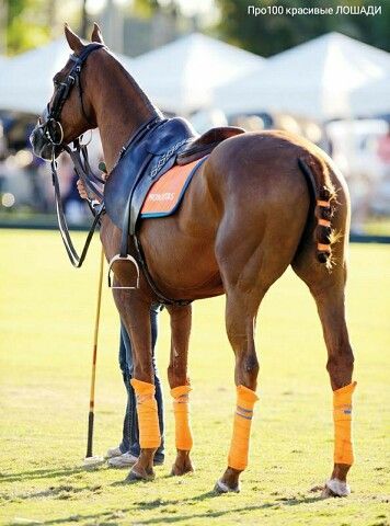 | OK.RU Horse Standing, Horse Polo, Polo Horse, Cow Boys, Equestrian Helmet, Sport Of Kings, Polo Pony, Horses Equestrian, Equestrian Sports