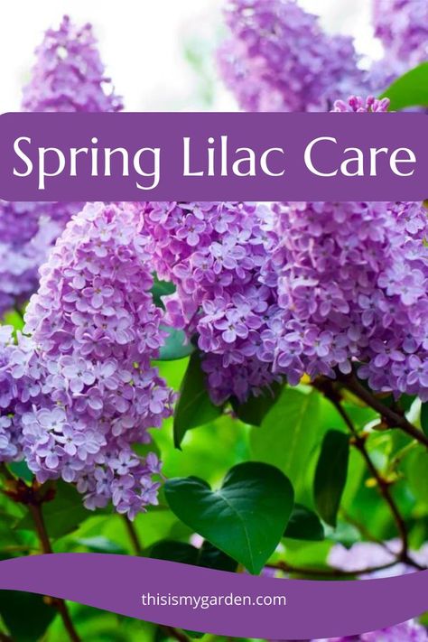 Are you looking to get your lilac bushes to bloom bigger than ever this year? Then it is time for a little spring lilac care to get them ready for better health and a great growing season! Check out these tips on how to keep your lilacs blooming big and beautiful this year and for years to come! How To Trim A Lilac Bush, How To Prune Lilac Bush, How To Trim Lilac Bushes, Pruning Lilac Bushes, Lilac Trees And Bushes, Lilac Bush Care, Pruning Lilacs, Lilac Care, Prune Lilac Bush