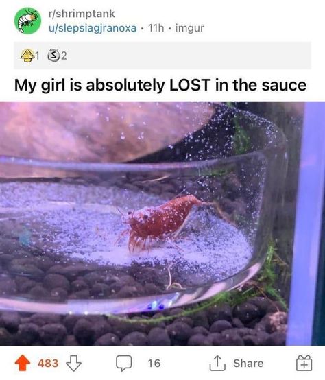 Lost In The Sauce, Animal Species, Izu, Silly Animals, The Sauce, Marine Animals, What’s Going On, Cute Little Animals, Animal Memes