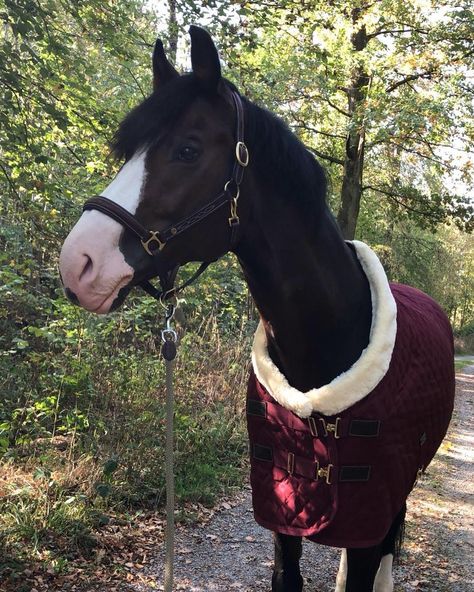 Trail Riding Horses, Horse Riding Aesthetic, Horseback Riding Outfits, Beautiful Horses Photography, Horse Blanket, Equestrian Aesthetic, Horse Equipment, Horse Aesthetic, Pony Horse