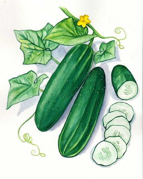 Cucumber Painting, Cucumber Drawing, Plant Sketch, Booklet Ideas, Images For Drawing, Vegetable Drawing, Plant Sketches, Vegetable Painting, Vegetable Illustration