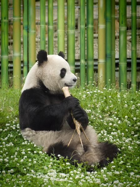 Hermoso oso panda en cautiverio China Landscape, Giant Panda Bear, Baby Panda Bears, Panda Love, Endangered Animals, Giant Panda, Baby Panda, Animal Facts, Bear Stuffed Animal