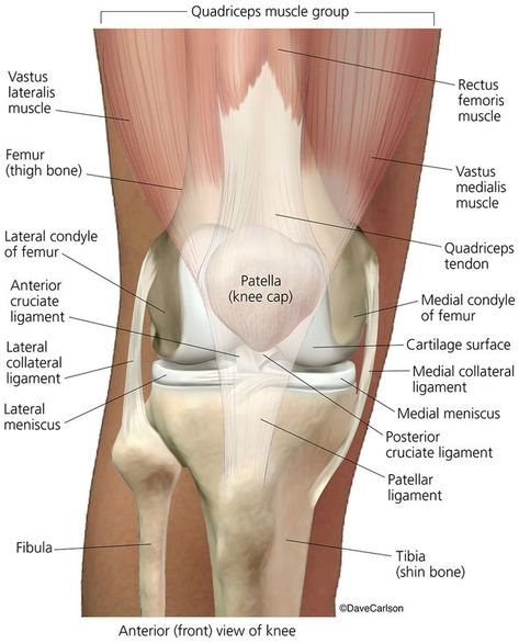 Skeletal System | Carlson Stock Art Eye Anatomy Diagram, Knee Anatomy, Skeletal System Anatomy, Human Knee, Human Skeletal System, Human Skeleton Anatomy, Anatomy Bones, Human Body Unit, Basic Anatomy And Physiology