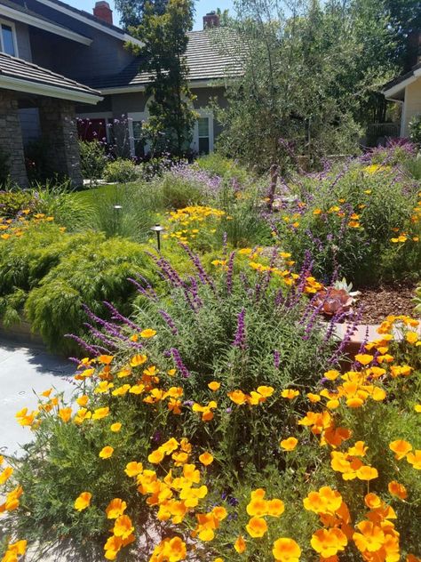 California Cottage - Gardenista California Native Cottage Garden, California Front Yard Landscaping Ideas, California Garden Design, California Landscaping, California Cottage, Reading Garden, California Native Garden, Habitat Garden, Lawn Alternatives