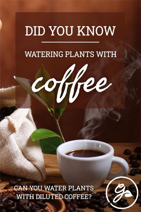 Coffee In Plants, Coffee Water For Plants, Coffee For Plants Houseplant, Coffee For Plants, Coffee Grounds Garden, Coffee Grounds For Plants, Homemade Plant Fertilizer, Plants Grown In Water, Shamrock Plant