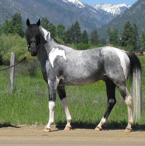 Blue Roan Paint! Dream Horse! Blue Roan Horse, Cheval Pie, Pinto Horses, Majestic Horses, Rare Horses, Pinto Horse, Blue Roan, Most Beautiful Horses, Most Beautiful Animals