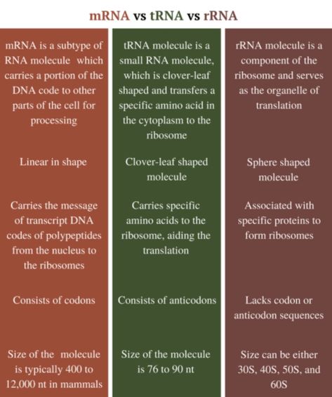 Types of RNA https://biologymam.com/dna-and-rna-structure-and-function/#Types_of_RNA Rna Structure, Neet Biology, Biology Lessons, Science Notes, Structure And Function, Medical Studies, Studying Inspo, Study Notes, Biology