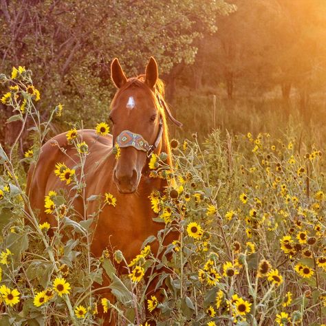 Horse In Sunflower Field, Horses And Sunflowers, Kansas Photography, Aesthetic Horses, Sunflower Horse, Arabic Horse, Artist Ideas, Western Photoshoot, Human Photography