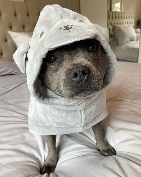 The cute dogs pets on Instagram: “Beautiful dog 💕💕😘😘 Follow us @thecutedogspets 📸 @dorastaffy  . . . . . . . #staffypuppy #bluestaffy #staffygram #staffy #staffylovers…” Staffie Puppies, Blue Staffy Puppy, Dog Harness Leather, Pittie Puppies, House Hippo, Blue Staffy, Staffy Dog, Blue Nose Pitbull, Cutest Dog Ever