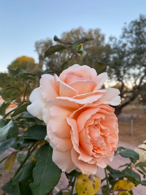 Peach orange pink flowers roses fresh sunset spring clippings gardening photography Peach Peony, Background Collage, Shade Roses, Peach Peonies, Peach Rose, Peach Roses, Orange Roses, Peach Orange, Peonies