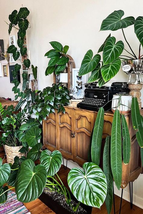 Plant Set Up Indoor, Living Room Decor With Plants, Philodendron Brandi, Room Decor With Plants, Jungle Living Room Decor, Tropical Plants Indoor, Decor With Plants, Living Room Plants Decor, Plants Tattoo