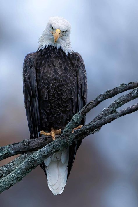 Bald Eagle (Haliaeetus leucocephalus) / Pygargue à tête blanche / Image by darooger (Capture the Fleeting Moments) from instagram Haliaeetus Leucocephalus, Image Chat, Idea Design, Bald Eagle, Reptiles, In This Moment, Animals, Instagram, Design