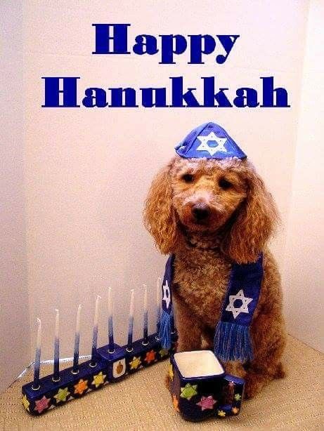 Quote For Friends, Hanukkah Harry, Happy Hanukkah Images, Hanukkah Quote, Hanukkah Dog, Funny Hanukkah, Merry Christmas Cat, Chanukah Decor, Hanukkah Menorah