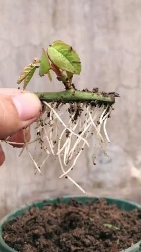 Garden Hacks Diy, Grafting Plants, Growing Bamboo, Rose Cuttings, Small Vegetable Gardens, Plant Care Houseplant, Vegetable Garden Diy, Growing Plants Indoors, Home Vegetable Garden