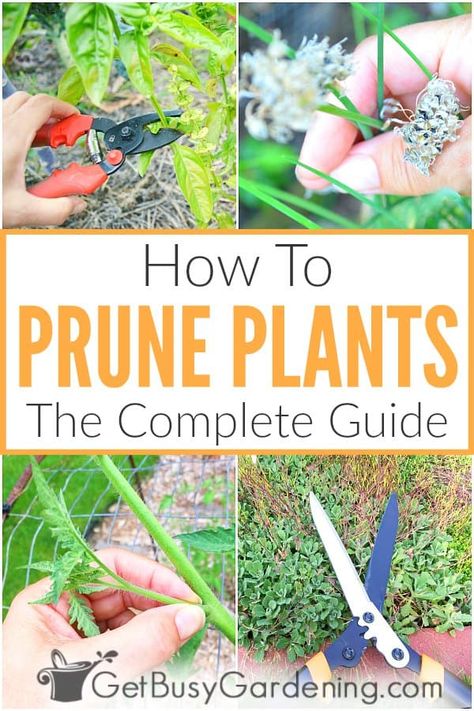 Feeling intimidated by pruning? Relax, you can successfully trim plenty of plants in your yard without being a master gardener. Learn all about why you should prune plants, including which plants benefit the most from deadheading. Find out when to cut back shrubs versus flowering perennials, and what process is the best for doing so. Pick up tips on how to trim branches, damaged leaves, and suckers or runners to encourage the right kind of new growth and have healthier, bountiful plants. Pruning Plants How To, Grafting Trees, Tomato Topping, Pruning Trees, Garden Landscaping Design Ideas, Pruning Plants, Woodworking Square, Deadheading, Yard Maintenance